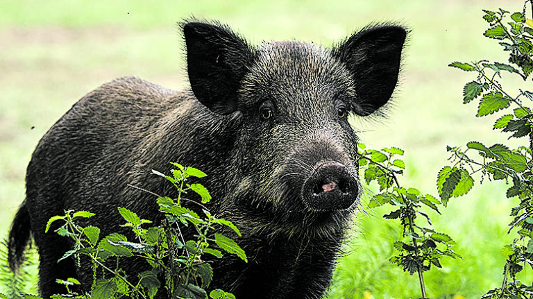Svinpestfynd i Pyttis, vildsvinet hade simmat över Kymmene älv